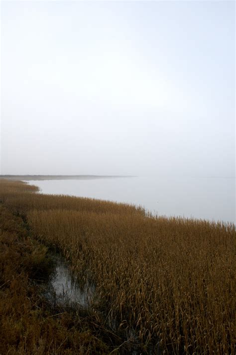 Free Images Landscape Sea Grass Horizon Fog Sunrise Mist