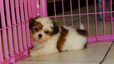 All puppies picked up are subject to sales tax. Adorable Shih Poo Puppies For Sale in Atlanta Georgia, GA ...