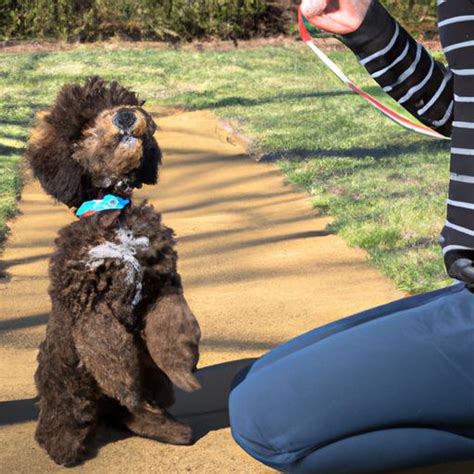Poodle Obedience Training Essential Tips For A Well Behaved Poodle