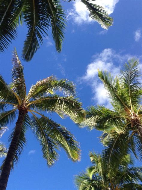 Hawaii♡ Palm Trees Palm Tree