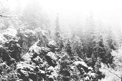 무료 이미지 나무 숲 분기 눈 겨울 검정색과 흰색 서리 날씨 단색화 시즌 가문비 삼림지 서식지 동결