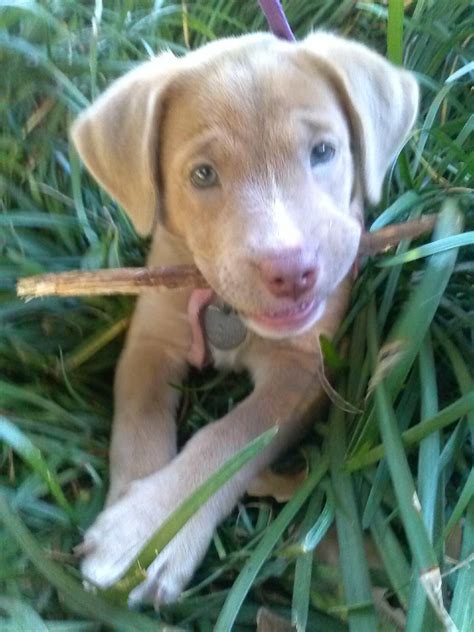 Weimaraner Lab Pit Mix