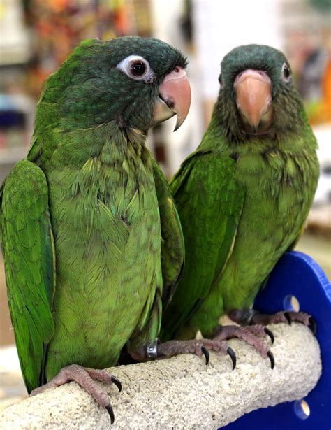 Blue Crowned Conures For Sale Exotic Birds And Supplies