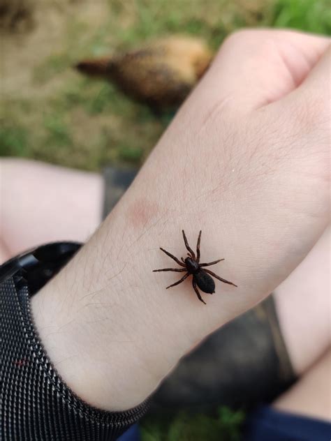 Is This Friendly Spider A Brown Recluse Kansas Rspiderbro