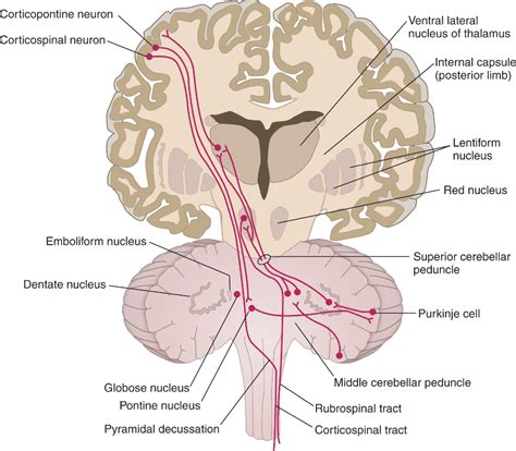 Cerebellum Medical Anatomy Brain Anatomy Neurology
