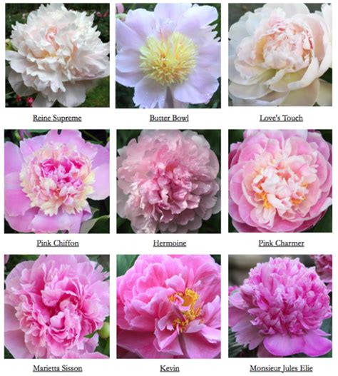 Peonys Envy Plant Varieties Flirty Fleurs The Florist Blog