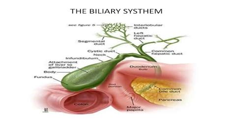 The Biliary Systhem · Anatomy Of Biliary Tree The Right Hepatic Duct