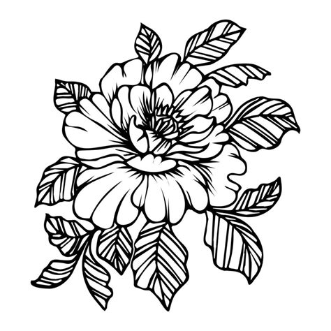Hand Drawn Peony Flower Line Art Floral Sketch Illustration Vector