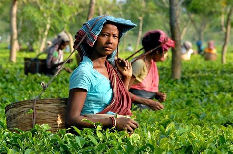 How many tea garden in assam. Top 11 Must Visit Tea Estates in Assam 2020 | Get ready ...