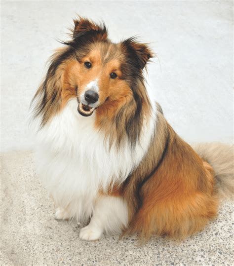 Shetland Sheepdog Sheltie Breed Info Pictures Facts Traits And More
