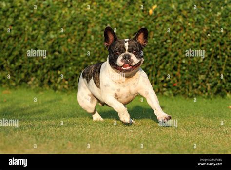 French Bulldog Running On A Lawn Stock Photo Alamy