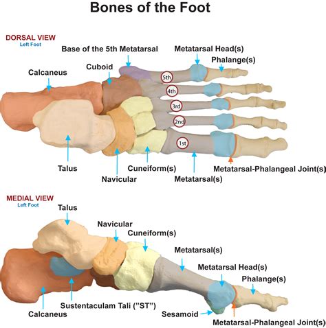 Joints Of The Foot