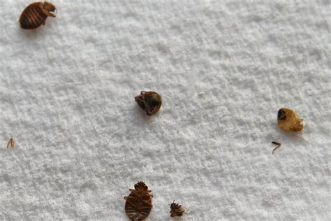 Bed Bug Genome Shows How Gnarly These Creatures Really Are