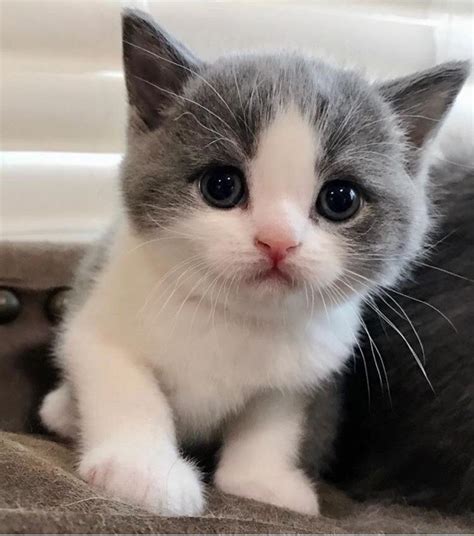 Very Cute Baby Cat Rcute