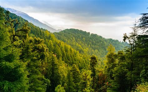 Forests In Pakistan Location Covered Area And More Zameen Blog