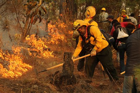 causas de los incendios forestales y cómo evitarlos