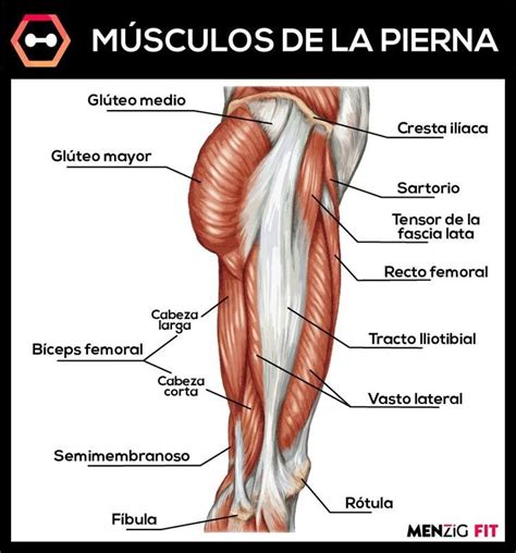 Los músculos de la pierna MENzig