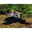 7 Day Alaska Luxury Yacht Based Black Bear Hunt For Four Hunters And 