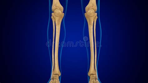 3d Illustration Human Skeleton Anatomy Bones Of Tibia Fibula Stock