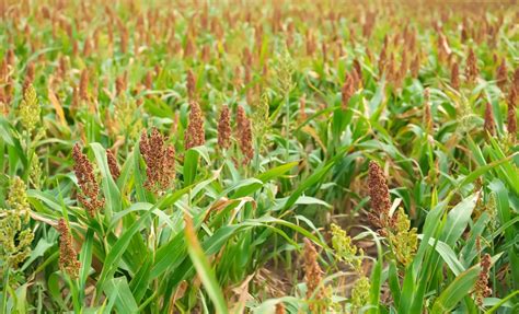 Composition of ears of corn, different ears, buckwheat stalks and small green. Plants that Look Like Corn Stalks » Top Suggestions