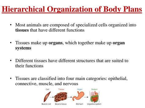 Solution Types Of Tissues In Vertebrates Human Body Systems Studypool