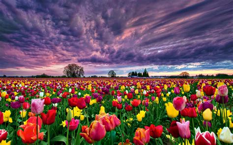35 Field Of Tulips Wallpaper