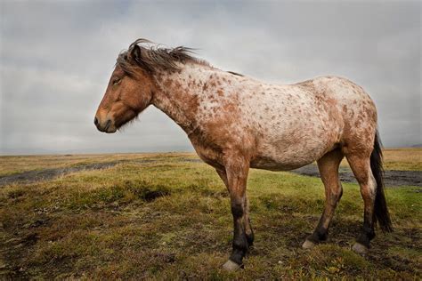 Reverse Dapple Red Roanbay Roan Icelandic Horse Icelandic Horse Horse