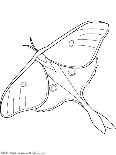 Not knowing each others true identities the two work together to protect paris from the mysterious villain hawk moth who covets and attempts to steal their powers by using his akuma butterflies infused with negative energy to transform paris everyday citizens into supervillains through a negative. Luna Moth Coloring Page | Audio Stories for Kids | Free ...