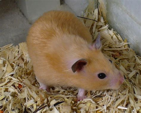 Hamster Golden Hamster Info Photo 4