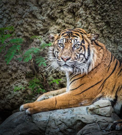 Sumatran Tiger Panthera Tigris Sumatrae David A Evans Flickr