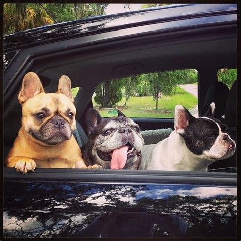 Indiana bulldog rescue serving indiana, ohio and kentucky rescuing bulldogs both english and french. Cutest trio! #frenchie #frenchbulldog #frenchbulldgvillage ...