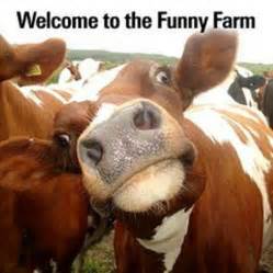 99 Best Funny Farm Images On Pinterest Ha Ha Res Life And Cats