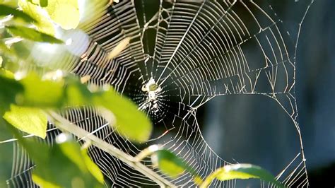 Why Is Nasa Sending Spiders To Space Youtube