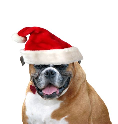 Christmas Dog Santa Hat Free Stock Photo Public Domain Pictures