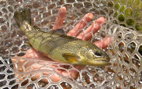 Usfws Recommends Removing Arizonas Native Apache Trout From The