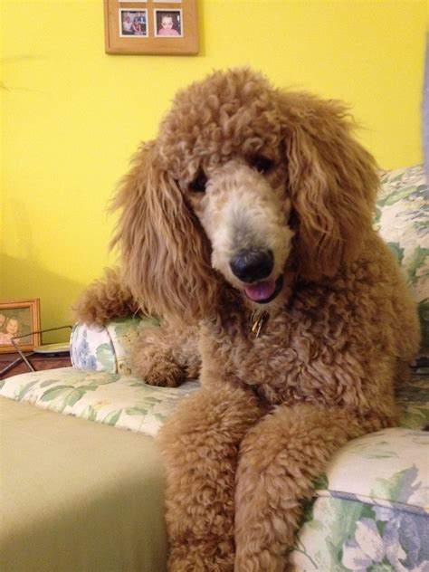 Our Handsome Boy Starbuck Standard Poodle Haircuts Standard Poodles