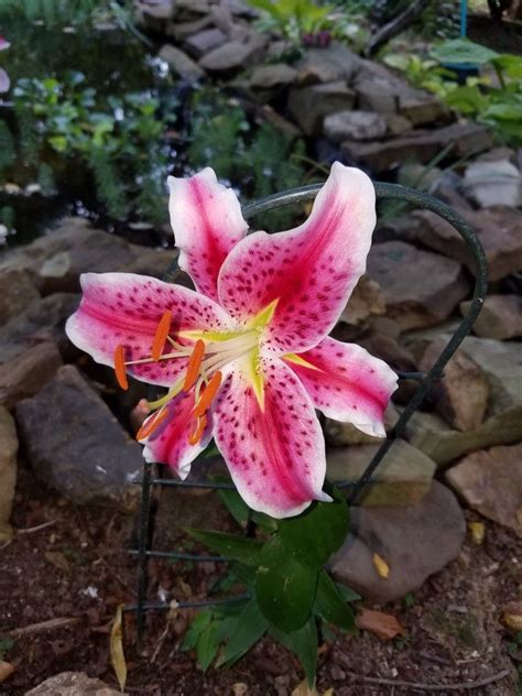 You will see 200 of the most beautiful flowers in the world, different types of flowers from common to rare flowers that growing in gardens, wild areas or ex. Stargazer Lily ~ 2017 | Stargazer lily, Beautiful flowers ...