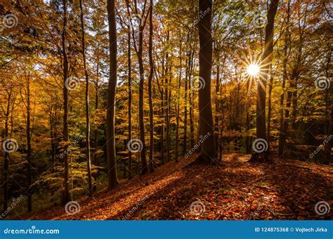 Sunburst Visible Through The Branches Of The Trees Stock Photo Image