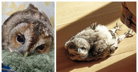 Owls Sleep In The Most Adorable Face Down Position And We Bet You Have