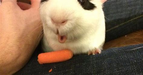 Ohhhhhhh A Carrot Imgur