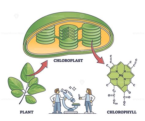 Chlorophyll And Chloroplast From Plant To Chemical Formula Outline
