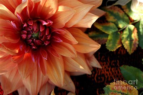Autumn Dahlia Darling Photograph By Jeanette French Fine Art America