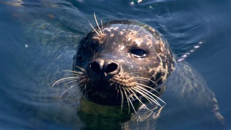 Oxygen Mystery How Marine Mammals Hold Their Breath Bbc News