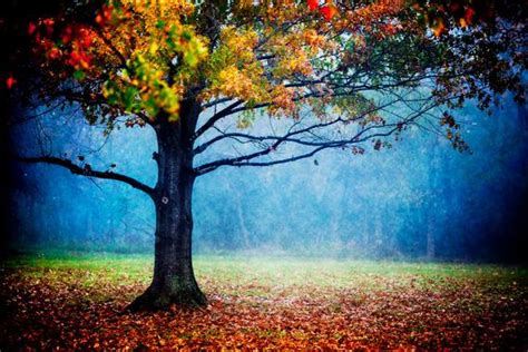 Nature Photography Colorful Landscape Autumn Foliage Tree