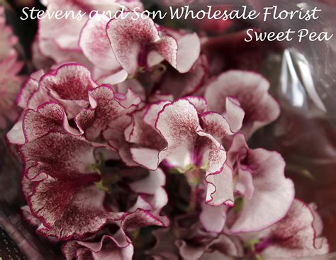 Sweet Pea Stevens And Son Wholesale Florist
