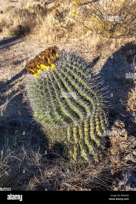 Fishhook Barrel Cactus Hi Res Stock Photography And Images Alamy