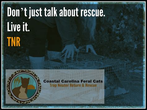 Coastal Carolina Feral Cats Tnr And Rescue Is A No Kill Tnrrescue And