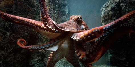 Giant Pacific Octopus Habitat