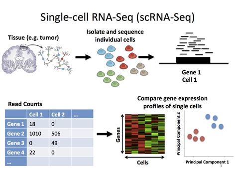 Single Cell Rna Sequencing Ngs Analysis