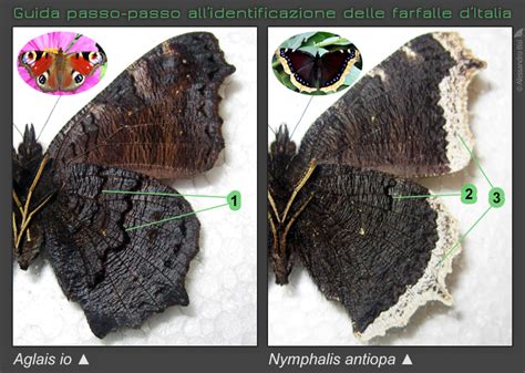 Guida Passo Passo Allidentificazione Delle Farfalle DItalia Vanesse